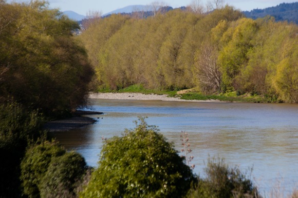Spring willows on the Hutt River