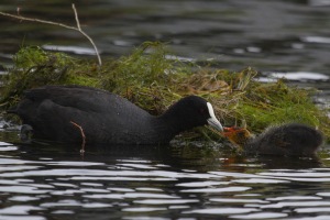 Coot and chick