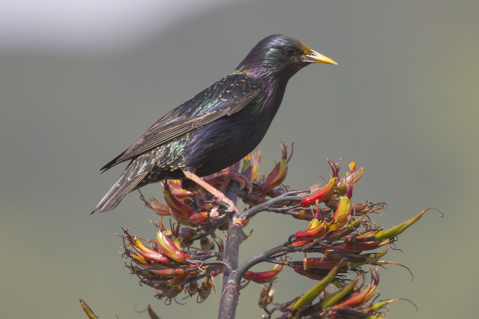 Starling on flax