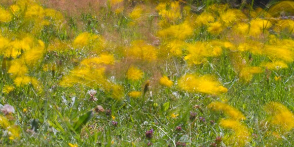 Dandelions and sheep's sorrel thrashing in the wind