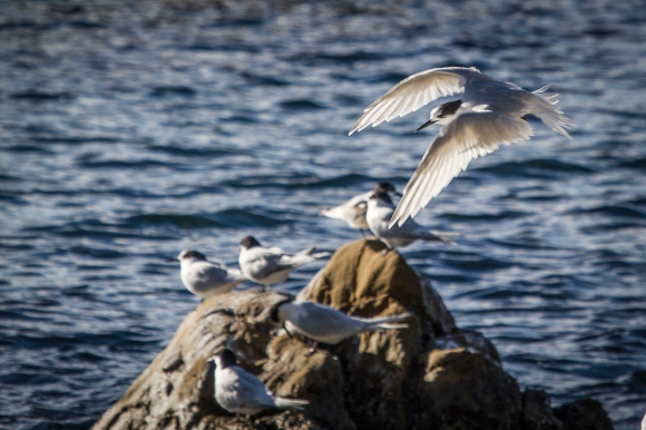 White fronted terns at Scorching Bay