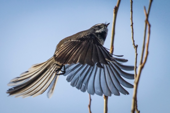 Fantail in flight