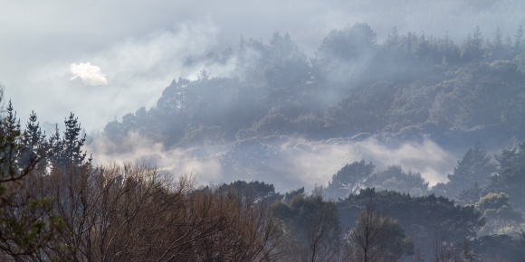 Misty hillside near Pauatahanui