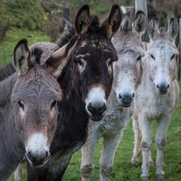 Donkeys in Moonshine Valley