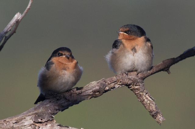 Two Welcome Swallows sitting for a portrait