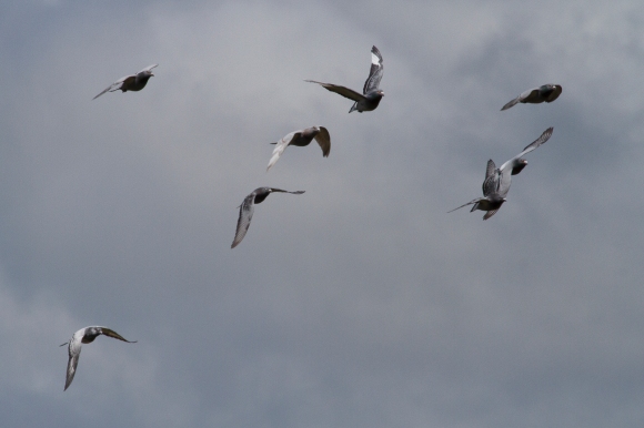 Common pigeons in formation