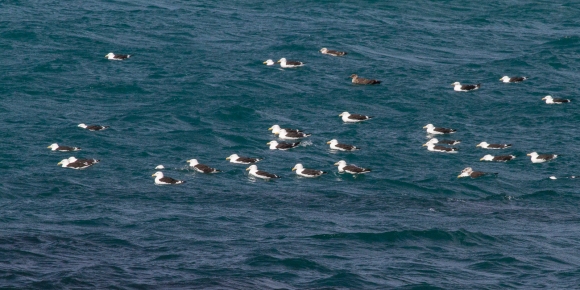 Black-backed gulls