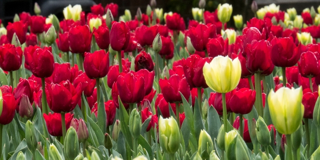 Tulips (2) 